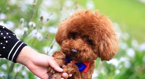 爆料泰迪是谁说的话视频,网络爆料视频背后的惊人真相